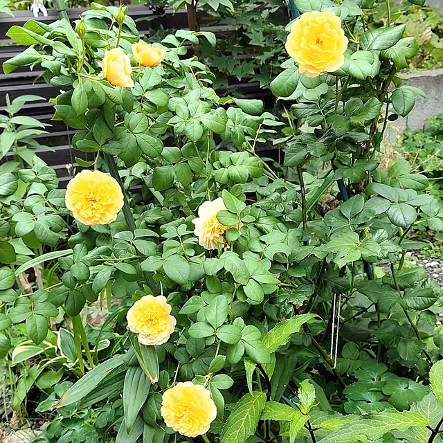 kiraさんの部屋