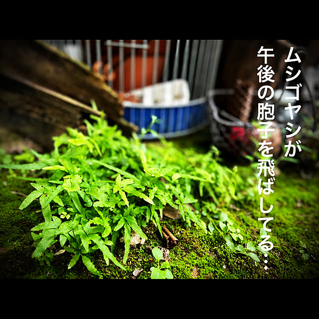 marusanさんの実例写真