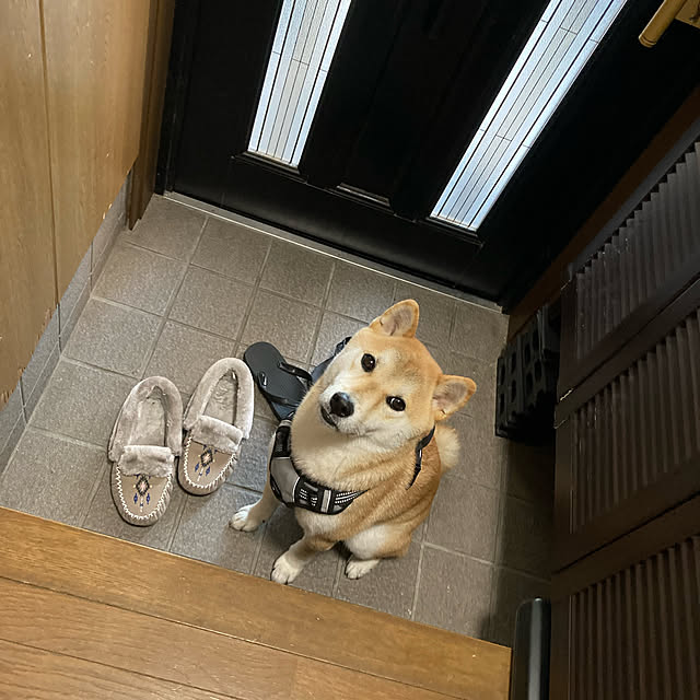 仕舞わなければ噛まれます/靴はしまう派です/玄関にサンダル/愛犬/7人＋２匹...などのインテリア実例 - 2021-12-02 21:51:23