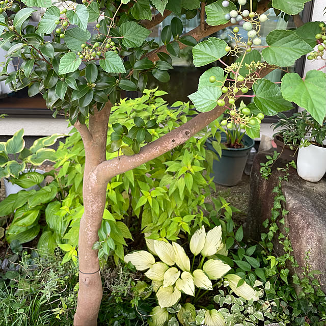 buchiさんの実例写真