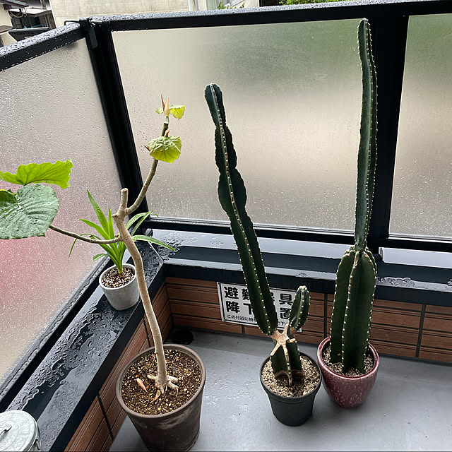 satatinさんの実例写真