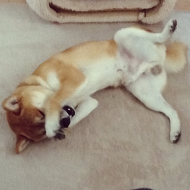 kotaさんの実例写真
