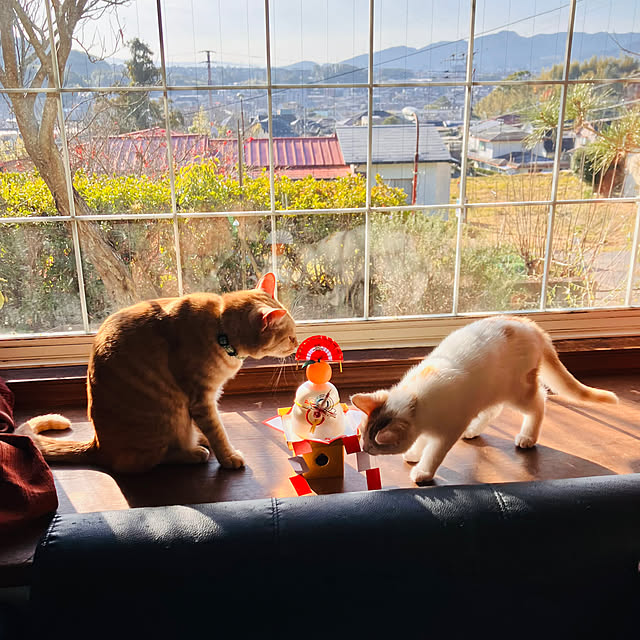 tomorinさんの実例写真