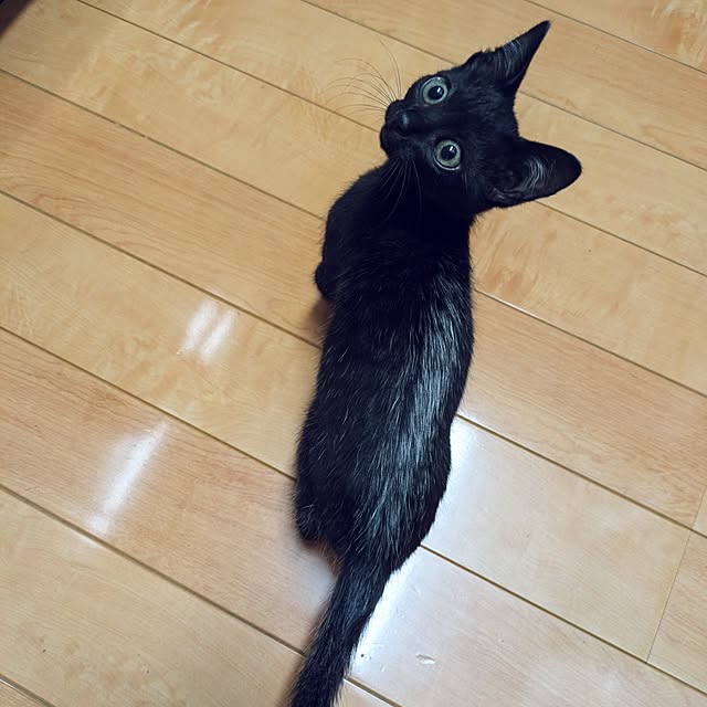 MyuRuuさんの実例写真
