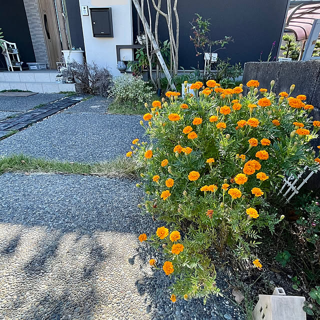 アオダモ/久しぶりの投稿/植物が好き/植物のある暮らし/門柱は白...などのインテリア実例 - 2023-10-21 13:23:58