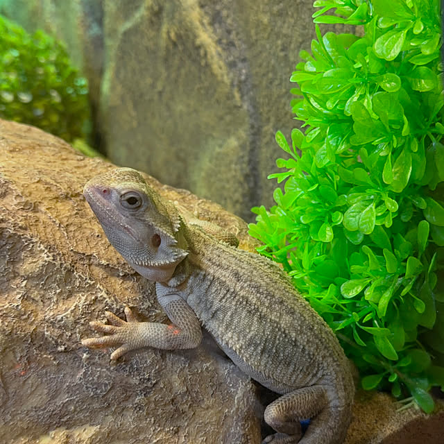 kikurinさんの実例写真