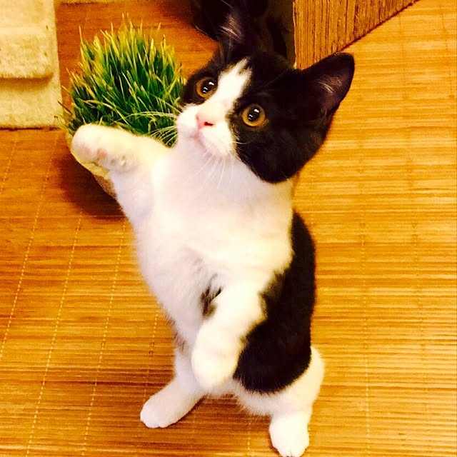 butachanさんの実例写真