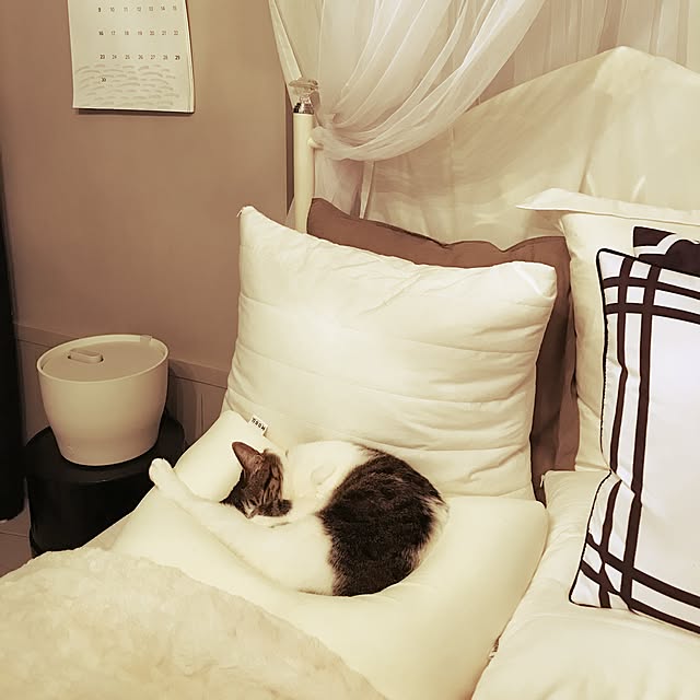 Shihoさんの実例写真