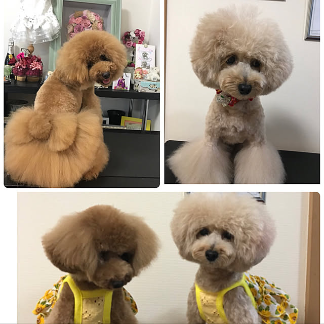 実例写真