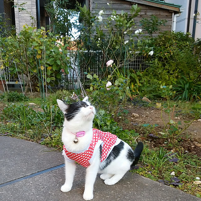 yum0408さんの実例写真