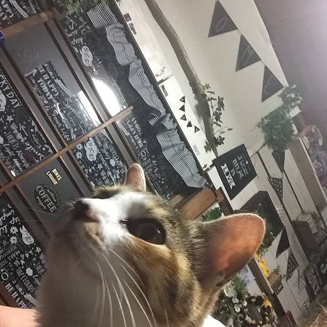 vivienne.coco-keiさんの実例写真