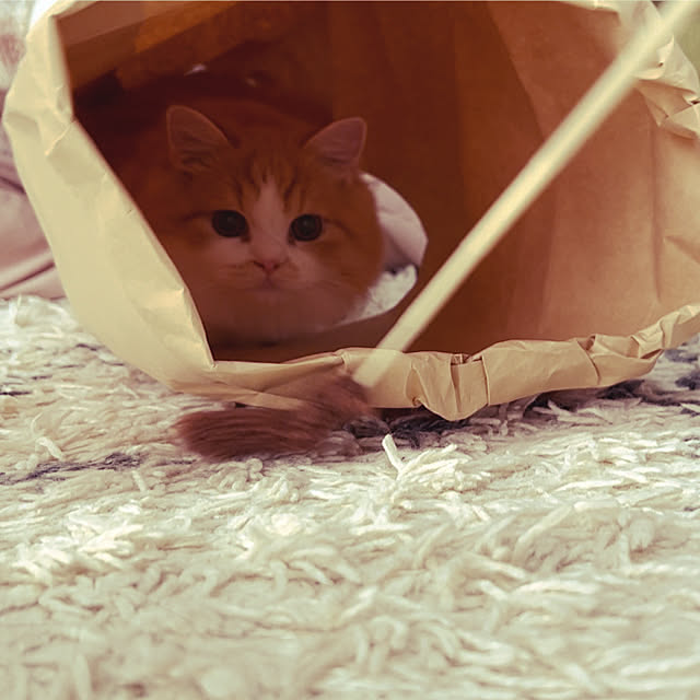 junさんの実例写真
