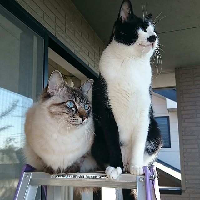 kazaneさんの実例写真