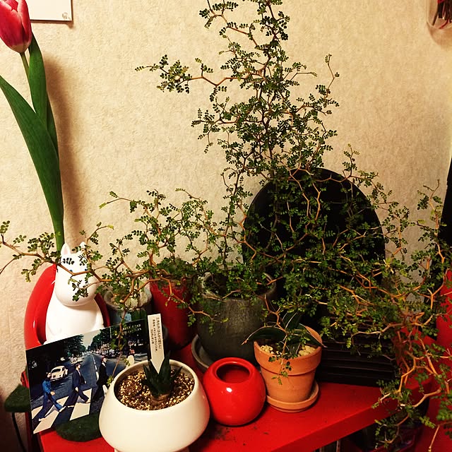 cowslipprimroseさんの実例写真