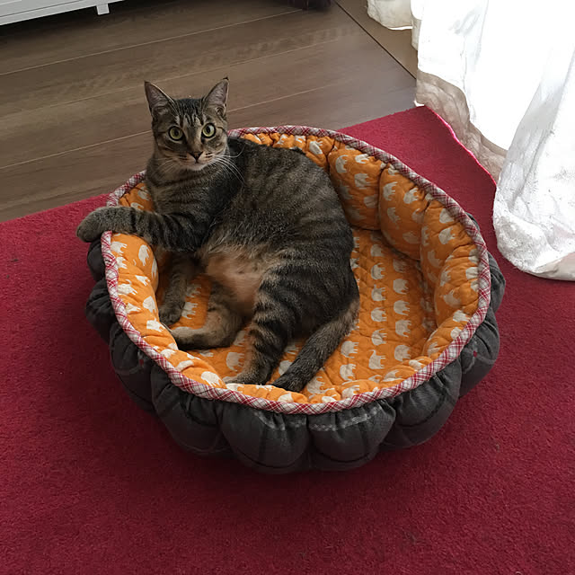 mikomaruさんの実例写真