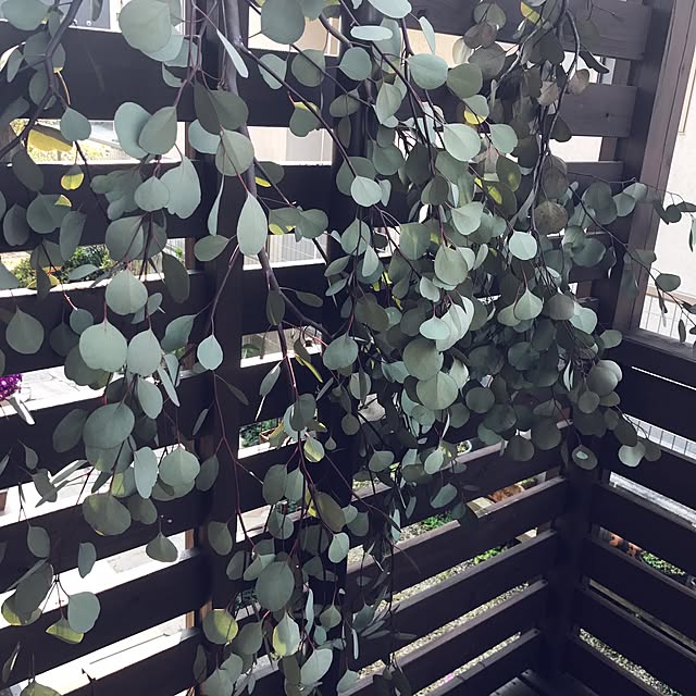 portulacaさんの実例写真