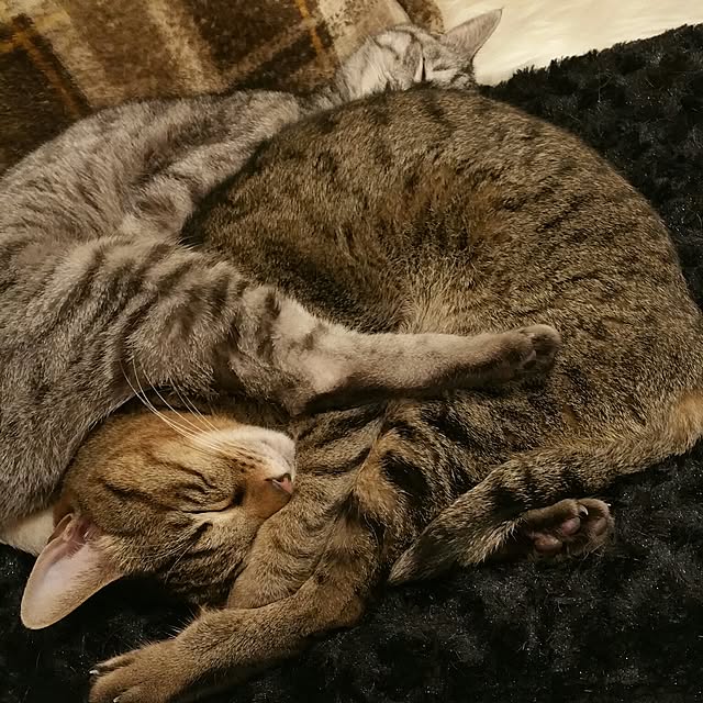yumiさんの実例写真