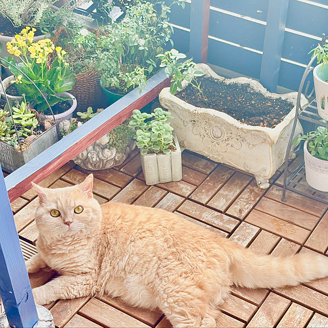 naokoさんの実例写真