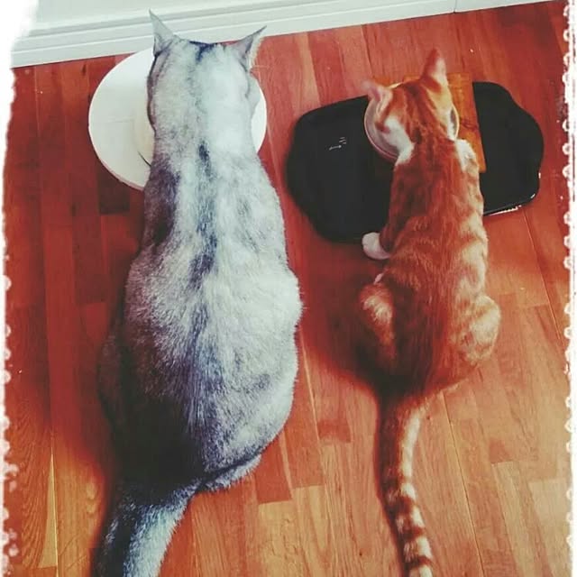 tamacharouさんの実例写真