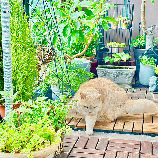 naokoさんの実例写真