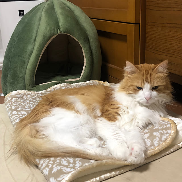 uchidaizuさんの実例写真