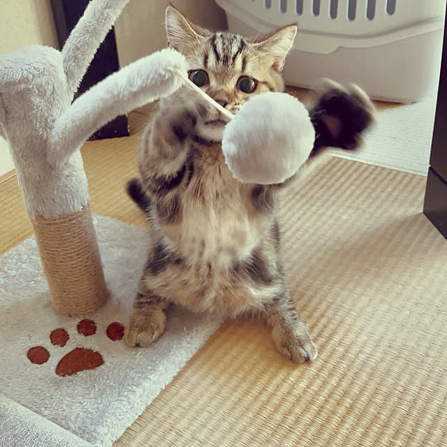 chiiさんの部屋