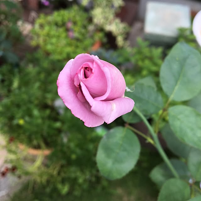 nico25さんの実例写真