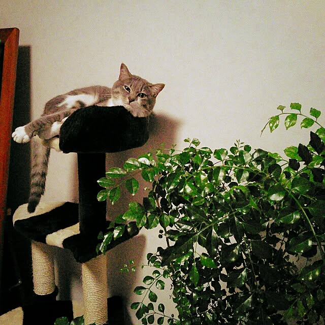 lovepandaさんの実例写真