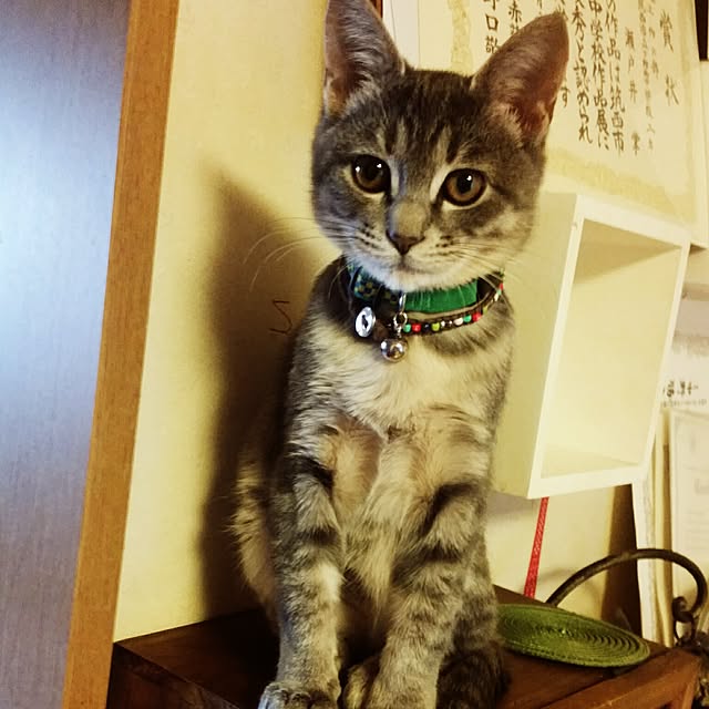 oyumiさんの実例写真