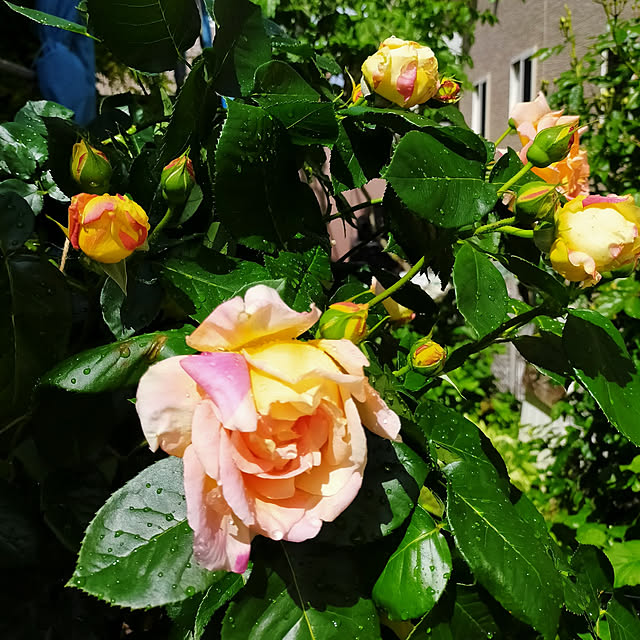ayaさんの実例写真