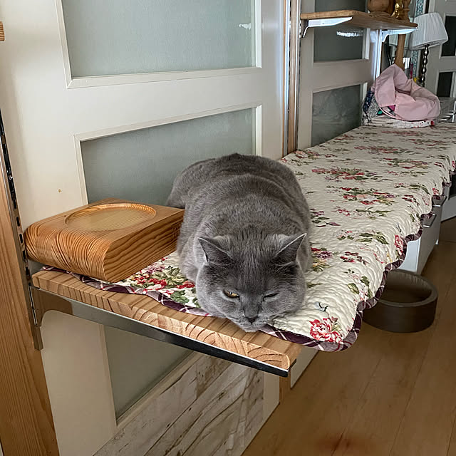 メシ待ち/ねこ/キャットウォークDIY/ラブリコ/棚...などのインテリア実例 - 2022-05-29 17:01:58