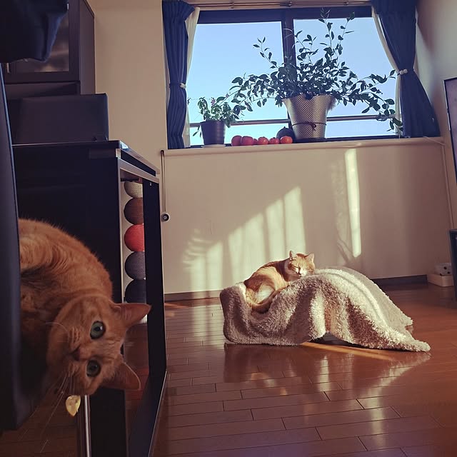 NOAHさんの実例写真