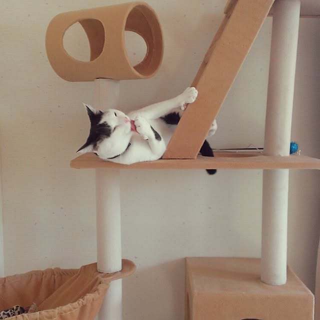 tamaさんの実例写真