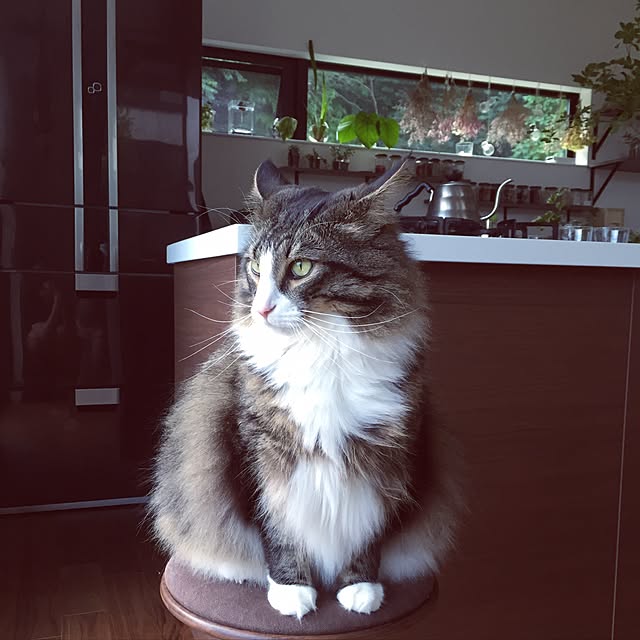 tongarihouseさんの実例写真