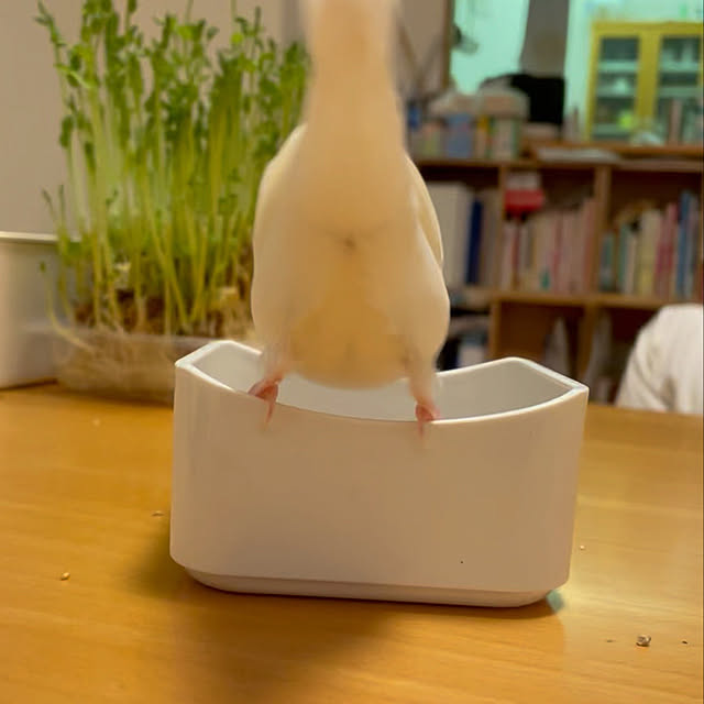 kekemaruさんの実例写真