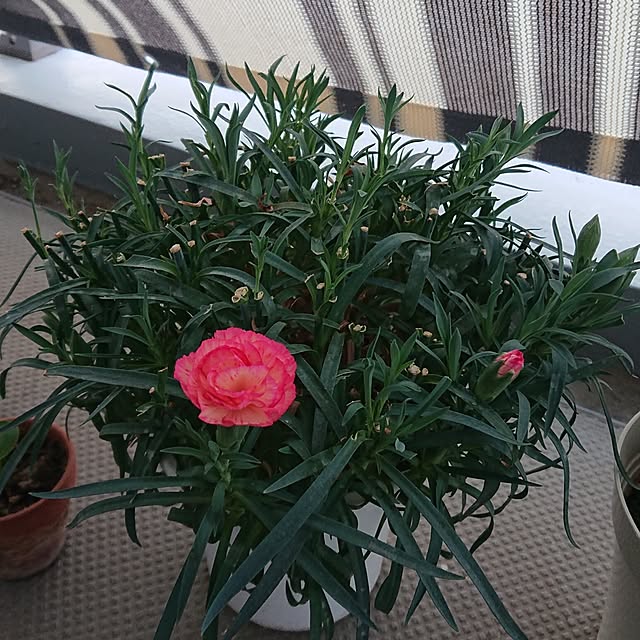 sgr03さんの実例写真