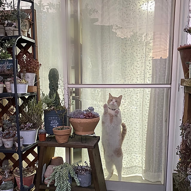 mintteaさんの実例写真
