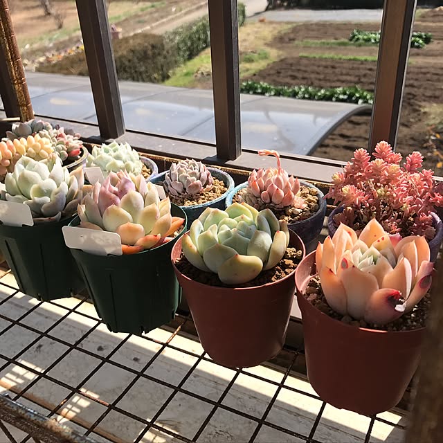 miniさんの実例写真