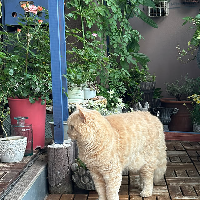 naokoさんの部屋