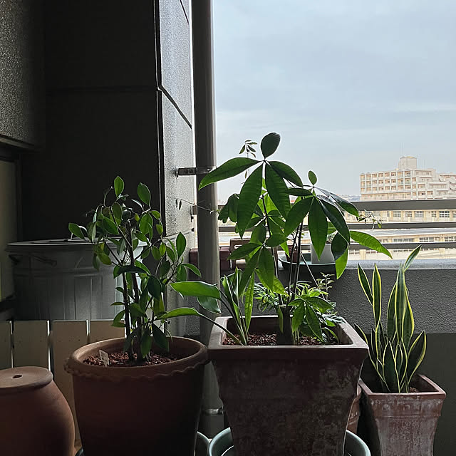 koshiregutyoさんの部屋