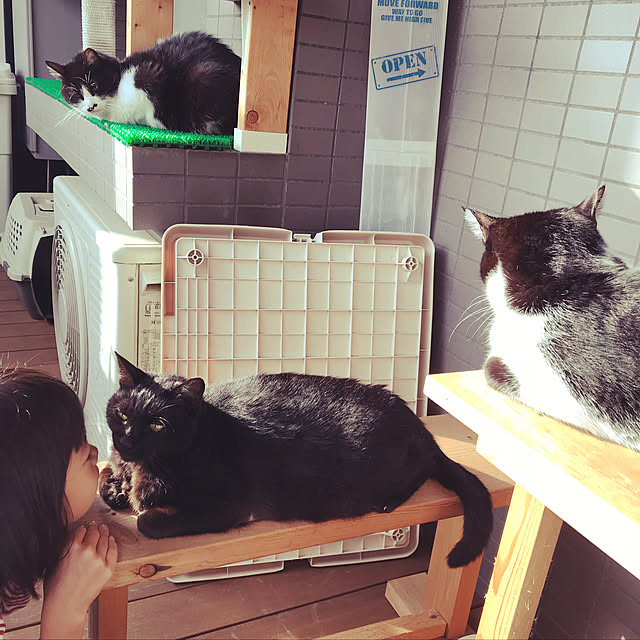 chirotanさんの実例写真