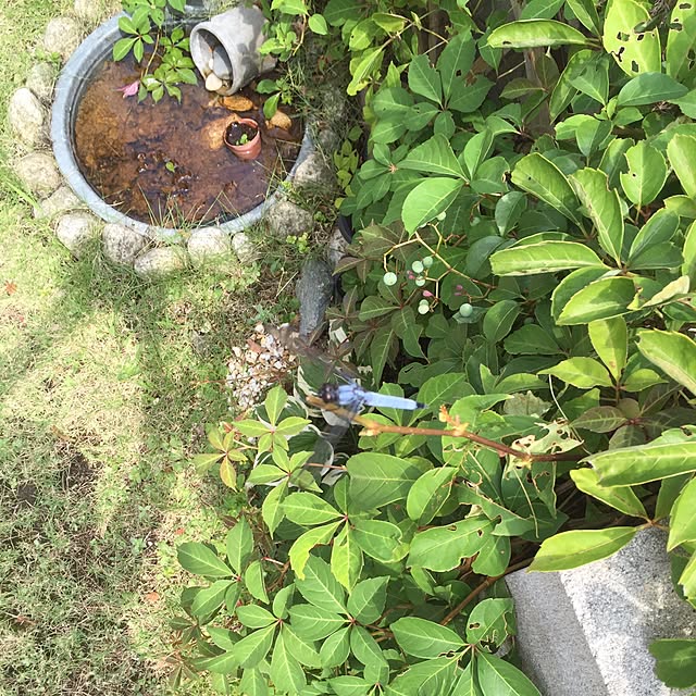 mimosaさんの実例写真