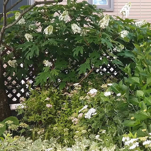 Hujikoさんの部屋