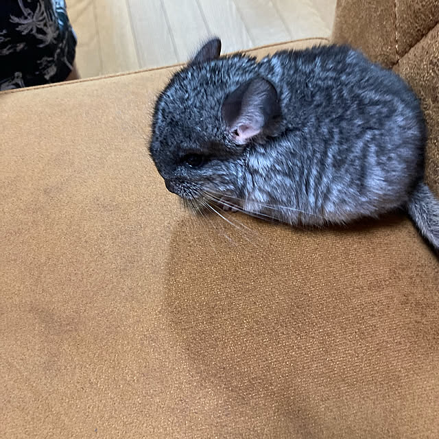 yukitamaさんの実例写真