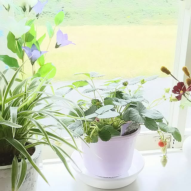 naopyiさんの実例写真