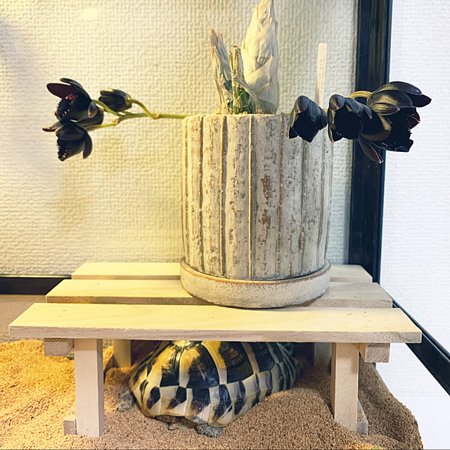 nsさんの実例写真
