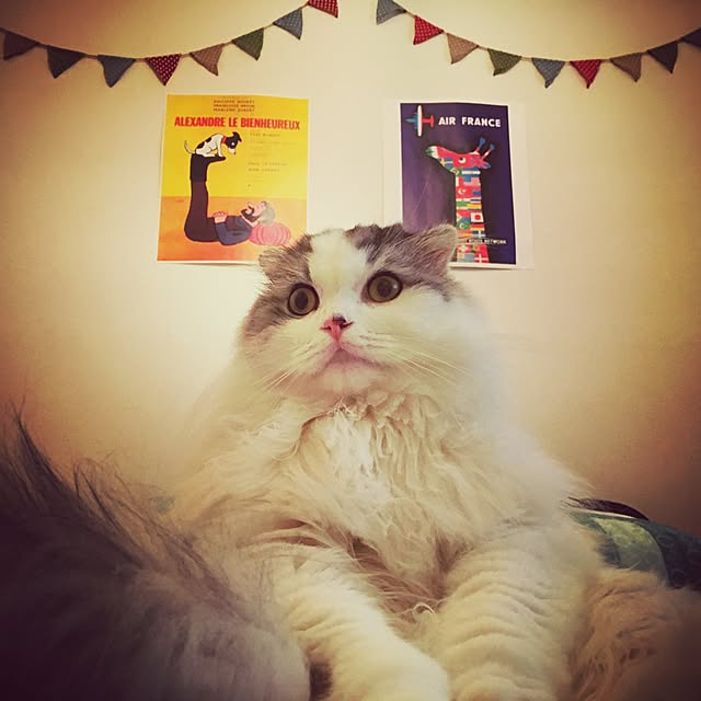 pumareoさんの実例写真