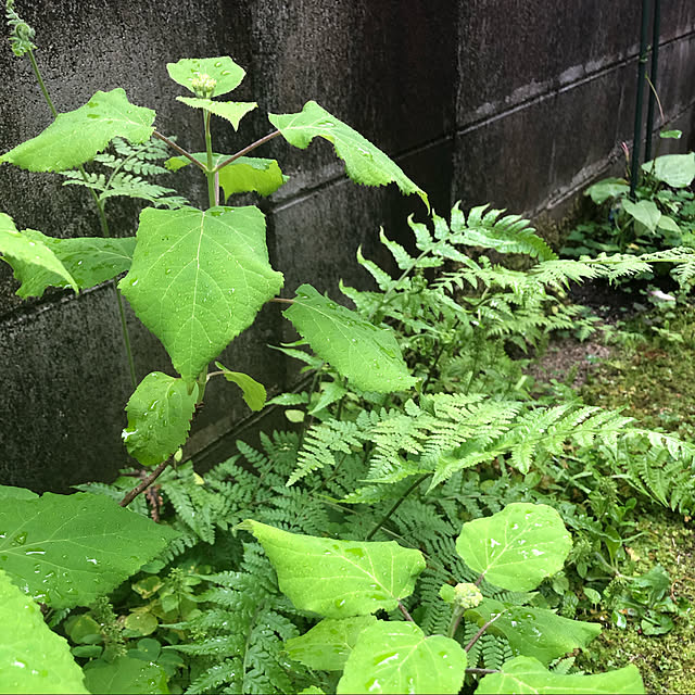 fumikoiさんの実例写真