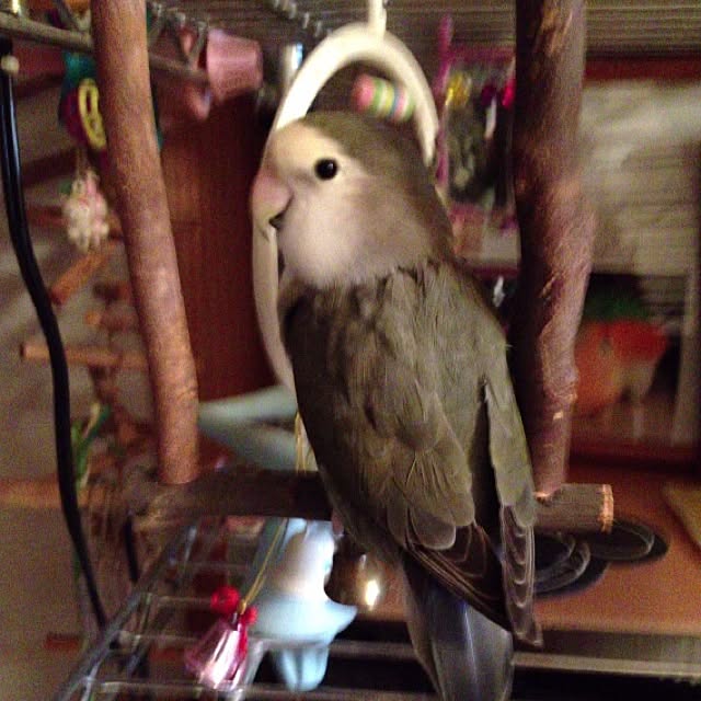 Chicoさんの実例写真