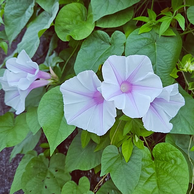 mocomocoさんの部屋